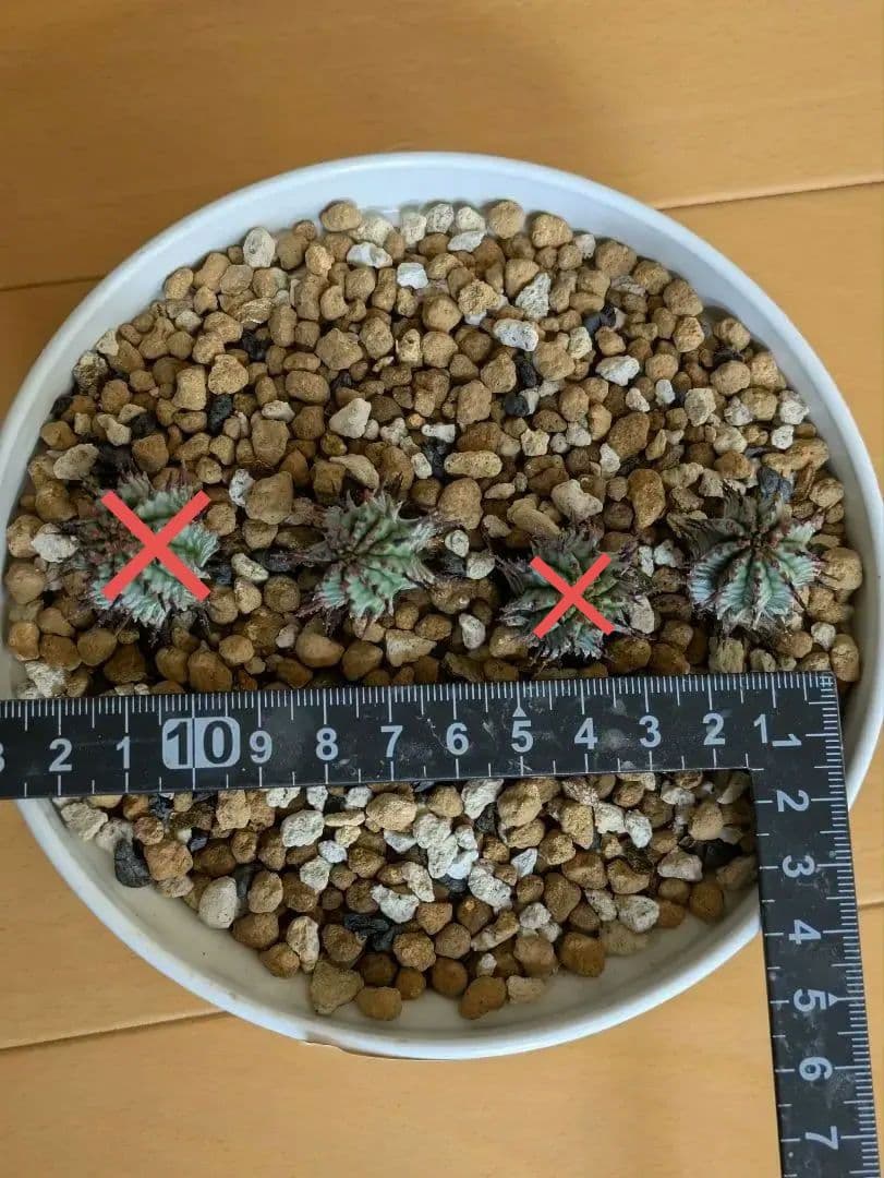 ケンさま専用【ユーフォルビア】 ホリダ宇田ゼブラ子株⑦⑨