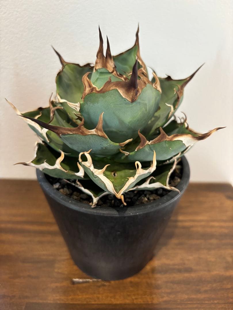 アガベ　ハデス　台湾産