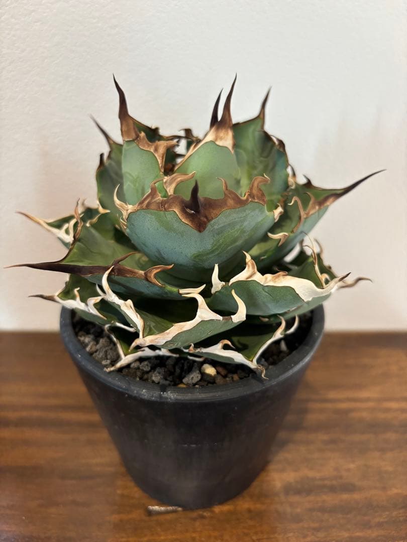 アガベ　ハデス　台湾産
