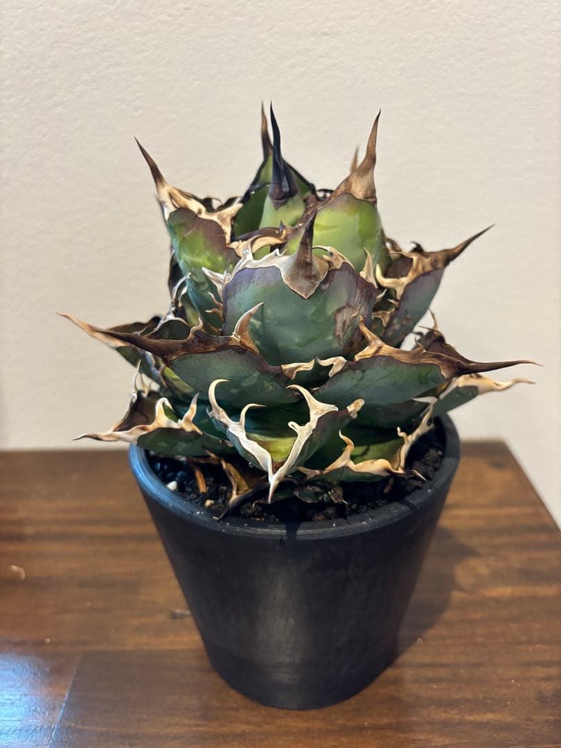 アガベ　ハデス　台湾産