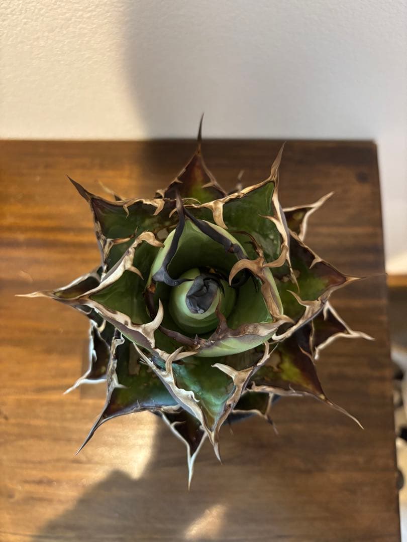 アガベ　ハデス　台湾産