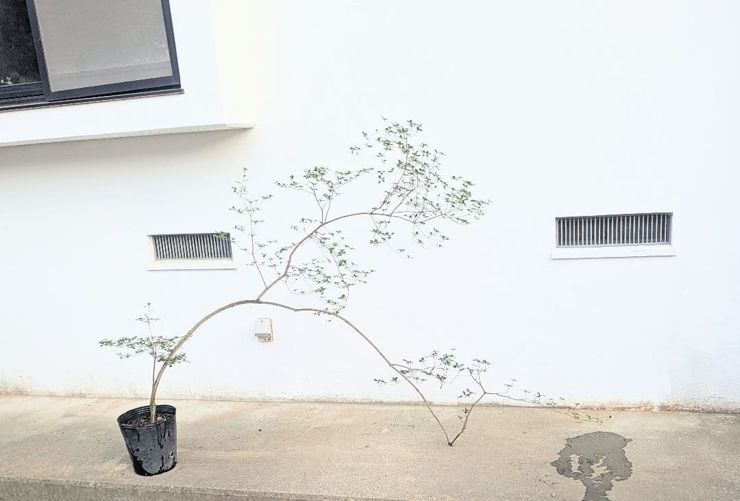 秋の大特価！ 神秘的美しさ。。山採りドウダンツツジ。