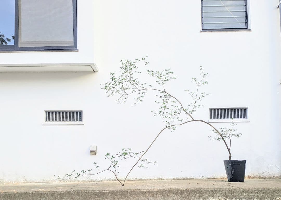 秋の大特価！ 神秘的美しさ。。山採りドウダンツツジ。