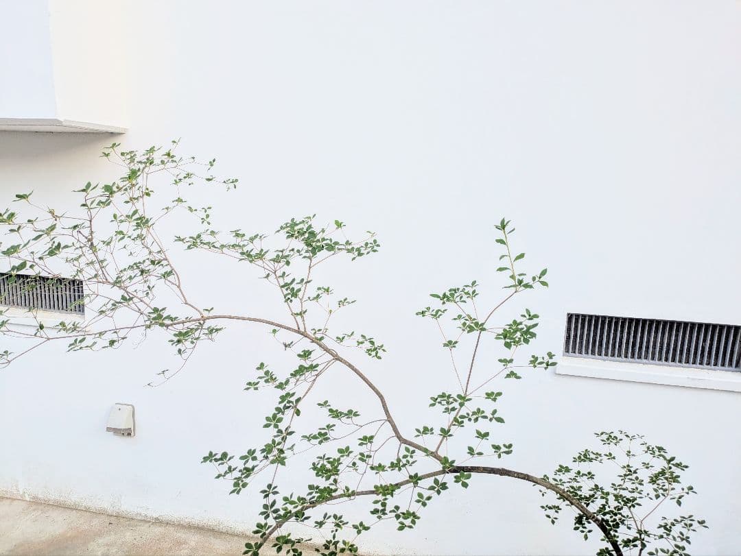 秋の大特価！ 神秘的美しさ。。山採りドウダンツツジ。