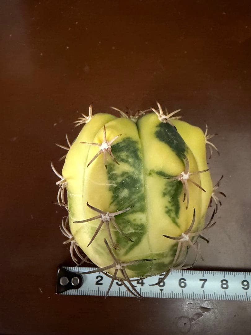 国内実生苗　接おろしエキノカクタス尖紅丸錦◇太平丸　多肉サボテン斑入りハオルチア