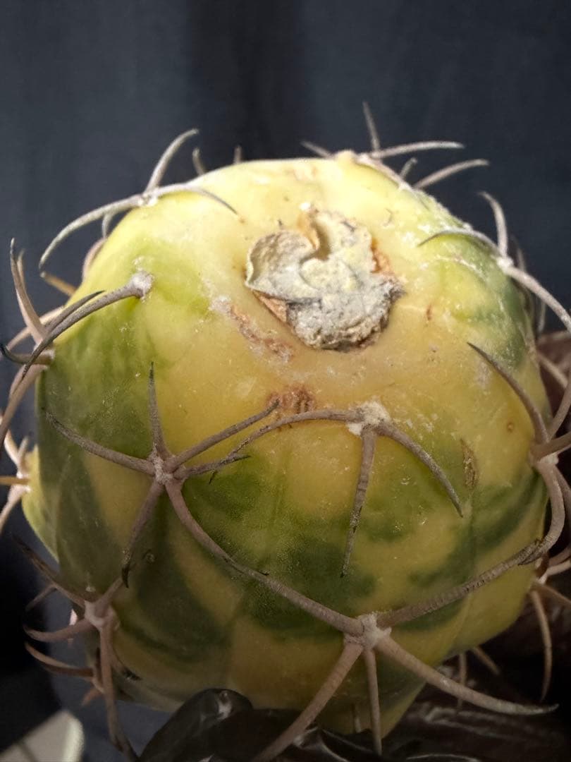 国内実生苗　接おろしエキノカクタス尖紅丸錦◇太平丸　多肉サボテン斑入りハオルチア