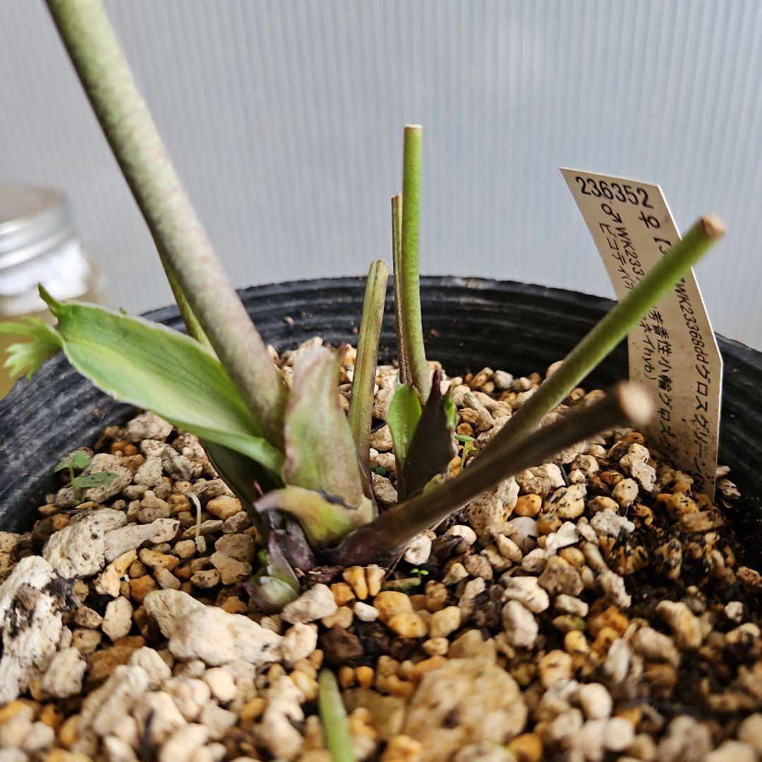 ㉖-502クリスマスローズ