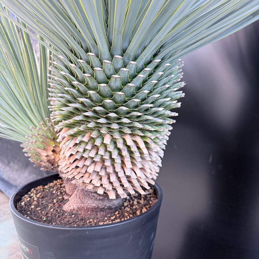 J*7様 【AL1108】ユッカ　ロストラータ　ダブルヘッド　極太　シルバーブル