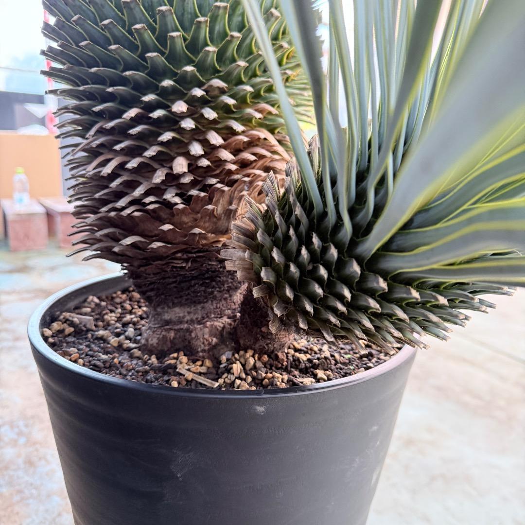 J*7様 【AL1108】ユッカ　ロストラータ　ダブルヘッド　極太　シルバーブル