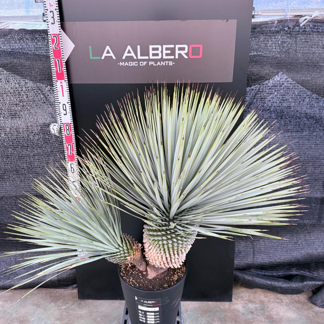 J*7様 【AL1108】ユッカ　ロストラータ　ダブルヘッド　極太　シルバーブル