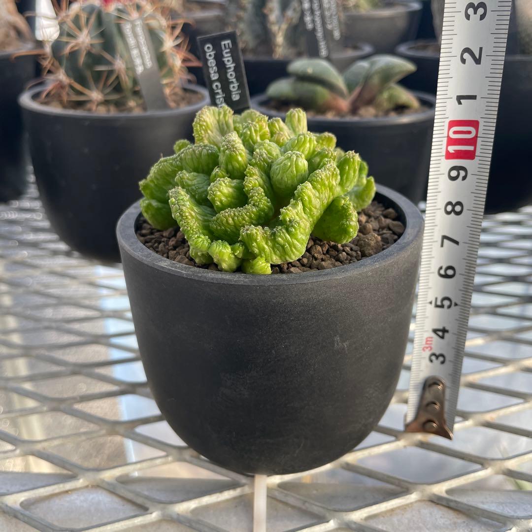 ユーフォルビア オベサ 綴化タイプ 2.5号プラ鉢