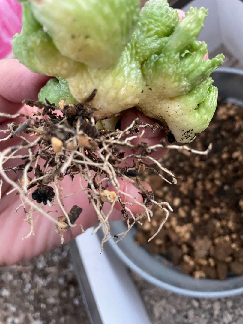 ユーフォルビア オベサ 綴化タイプ 2.5号プラ鉢