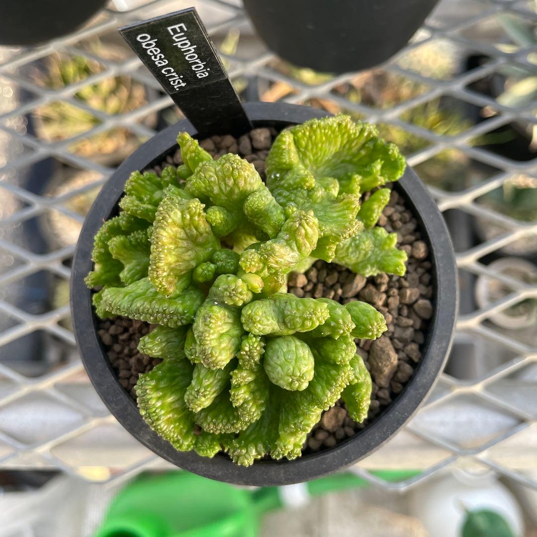 ユーフォルビア オベサ 綴化タイプ 2.5号プラ鉢