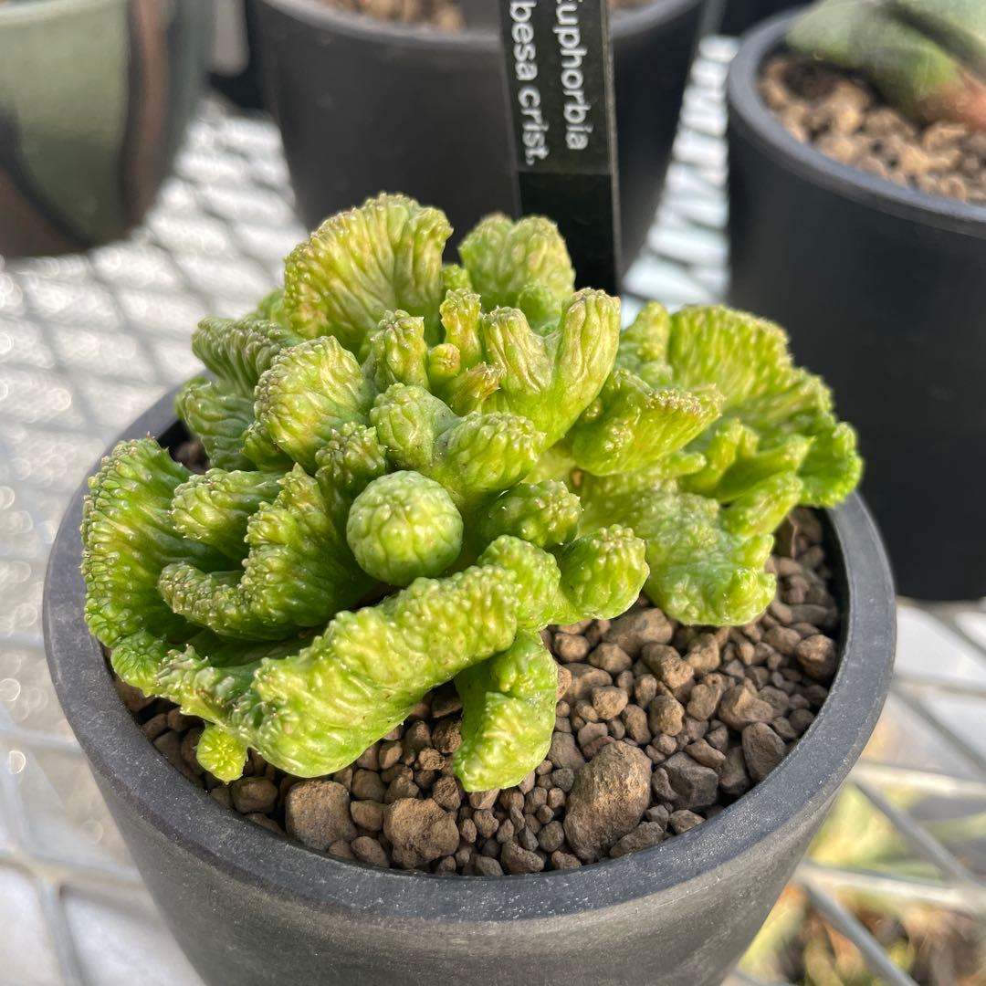 ユーフォルビア オベサ 綴化タイプ 2.5号プラ鉢