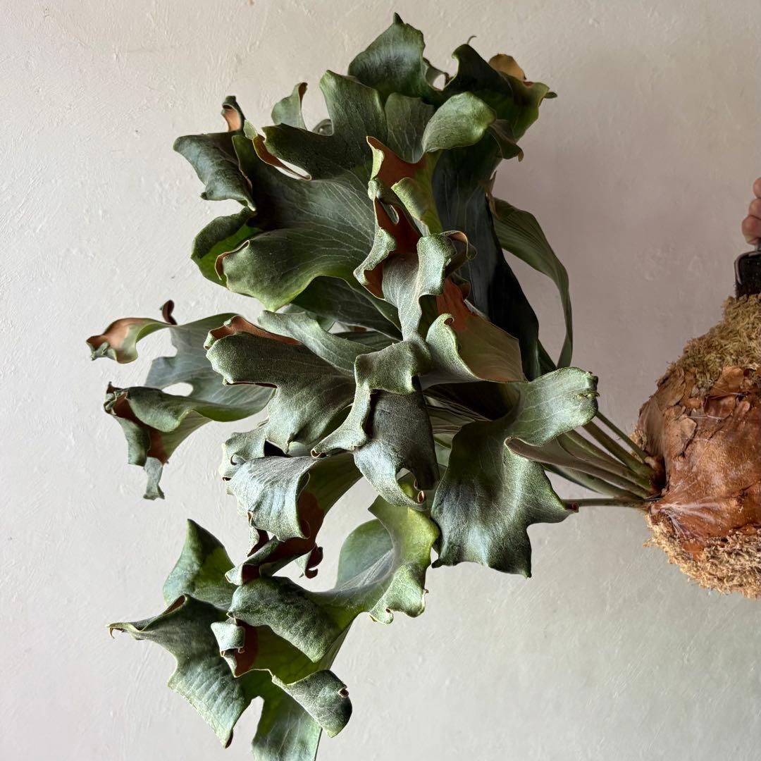 khunphon yot ♯14 クンポン ビカクシダ 子株 株分け