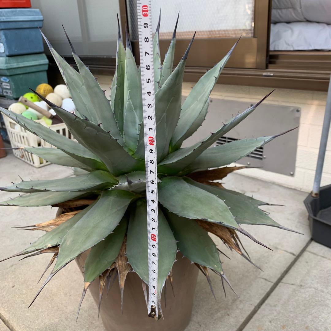 青メリコ　　大株