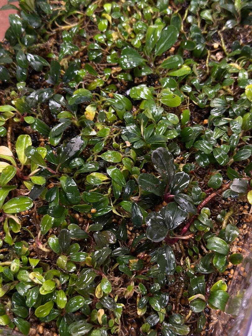 ブセファランドラ sp. Mini Clump mix 20x30cm