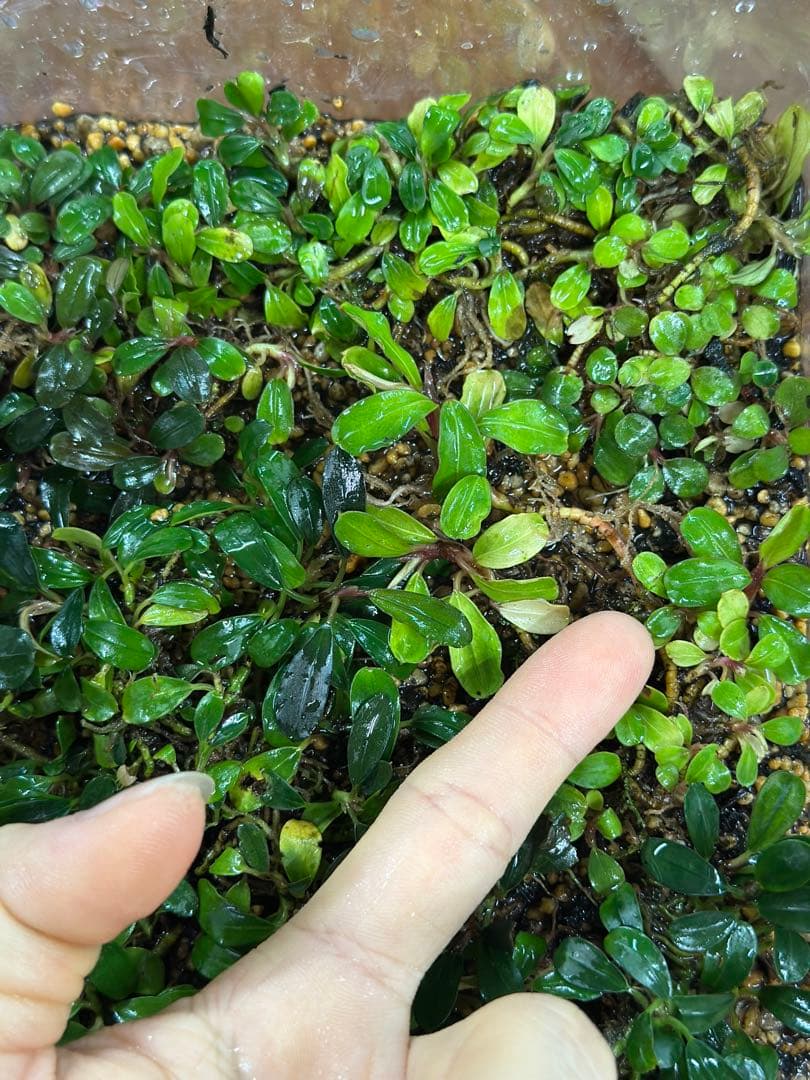 ブセファランドラ sp. Mini Clump mix 20x30cm