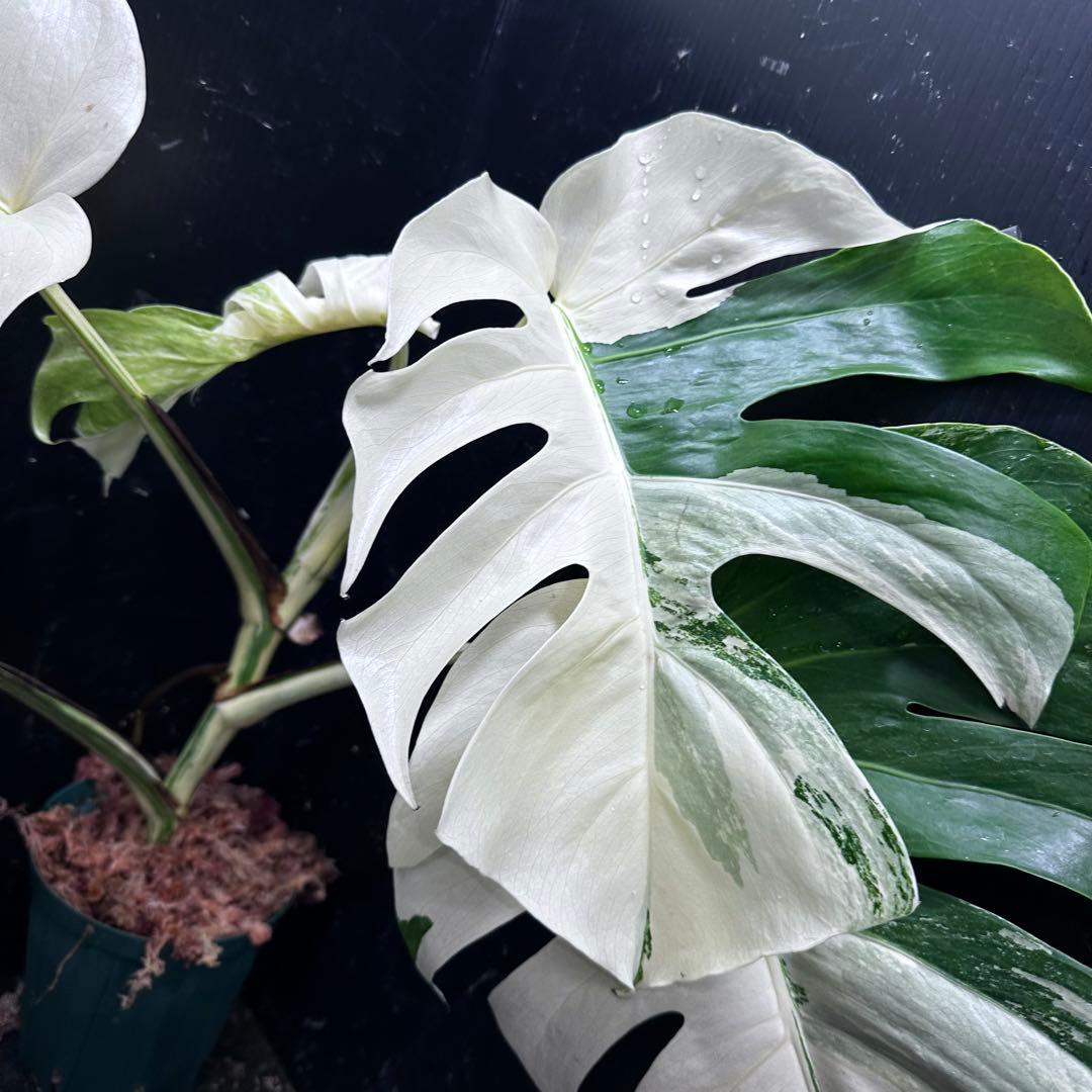 D*l様 斑入りモンステラ ホワイトタイガー極美大株56cm白斑多