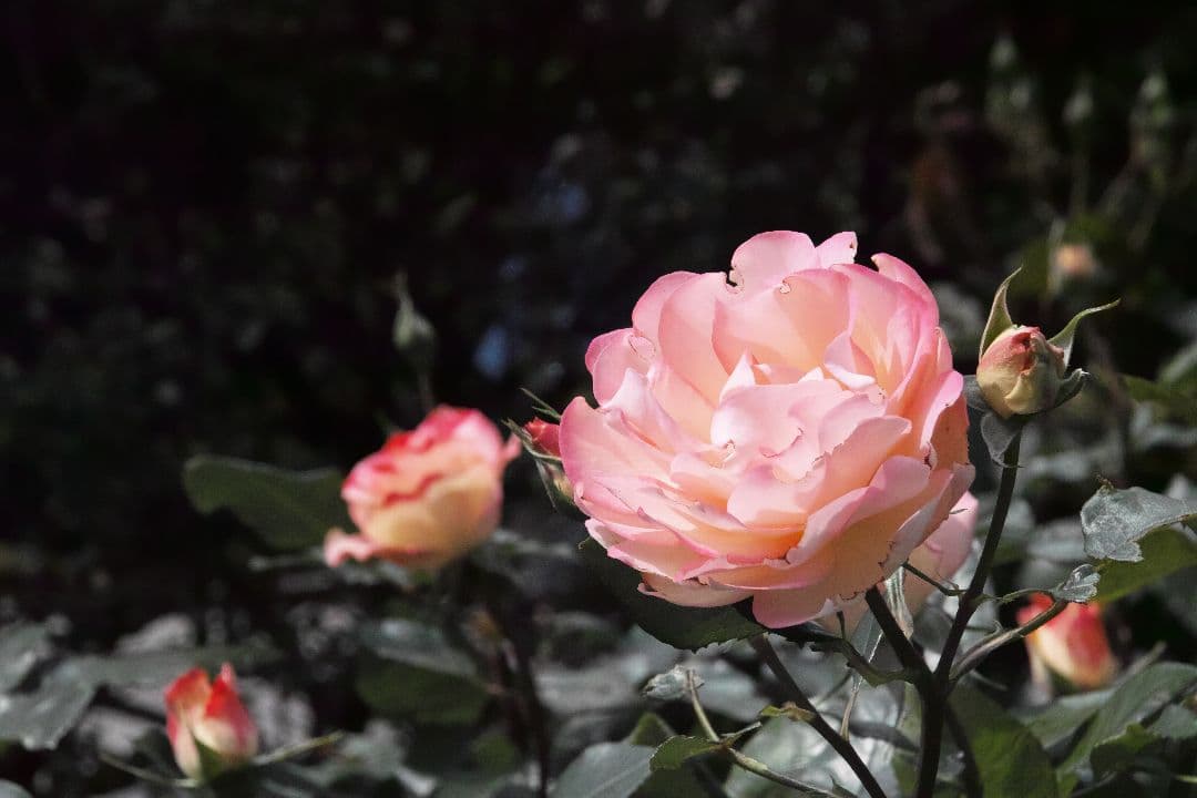 SIGMA SD1メリル＋ レンズ2本セットきれい、作例あり