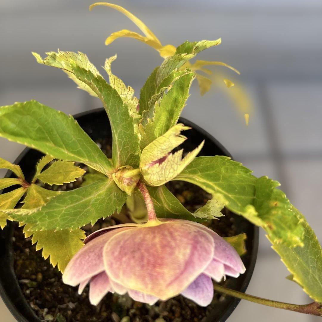 takanen 様ご依頼品②認定ソレイユ　広瀬園芸　クリスマスローズ