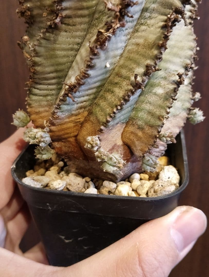 \"特選 美株\" ユーフォルビア 螺旋 ホリダ