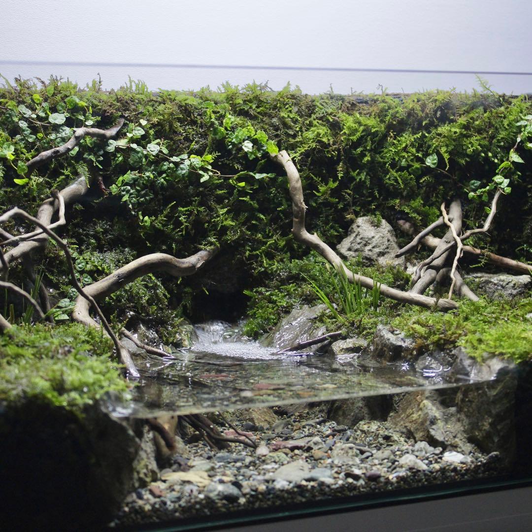 夕方　オーダー作品　アクアテラリウム　イモリウム