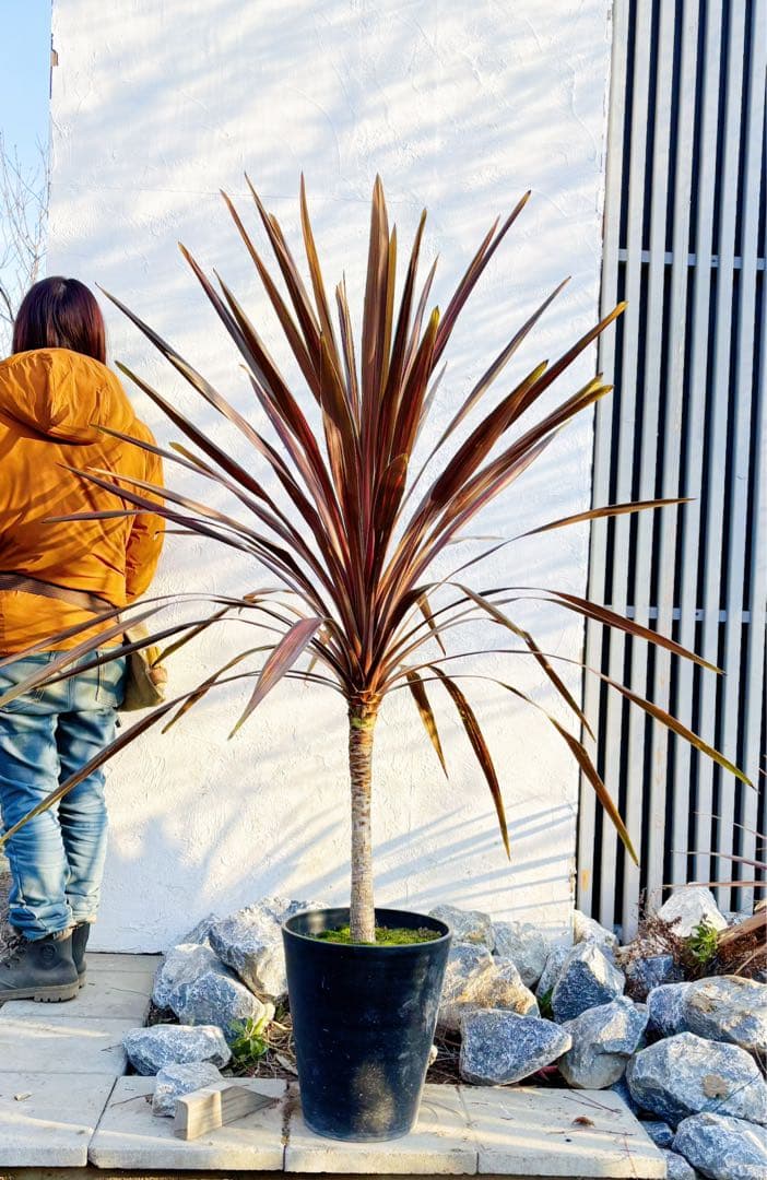 超大株！コルジリネ コーヒークラシック1.5M(鉢底から)品番C☆数量限定セール