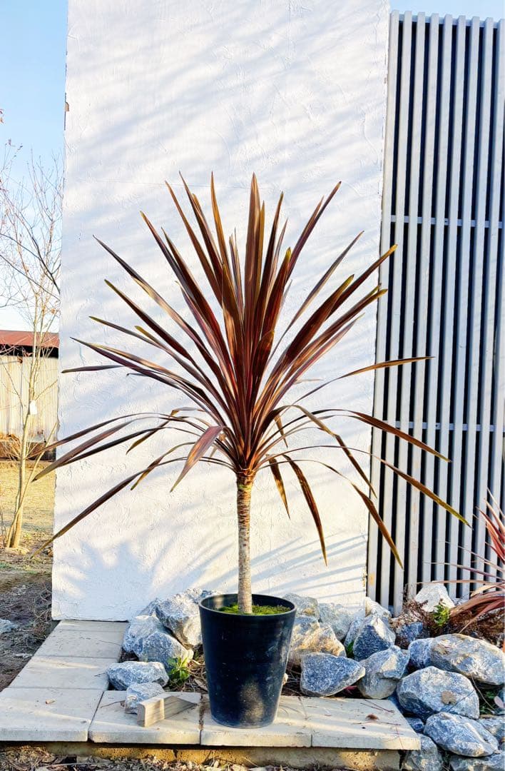 超大株！コルジリネ コーヒークラシック1.5M(鉢底から)品番C☆数量限定セール