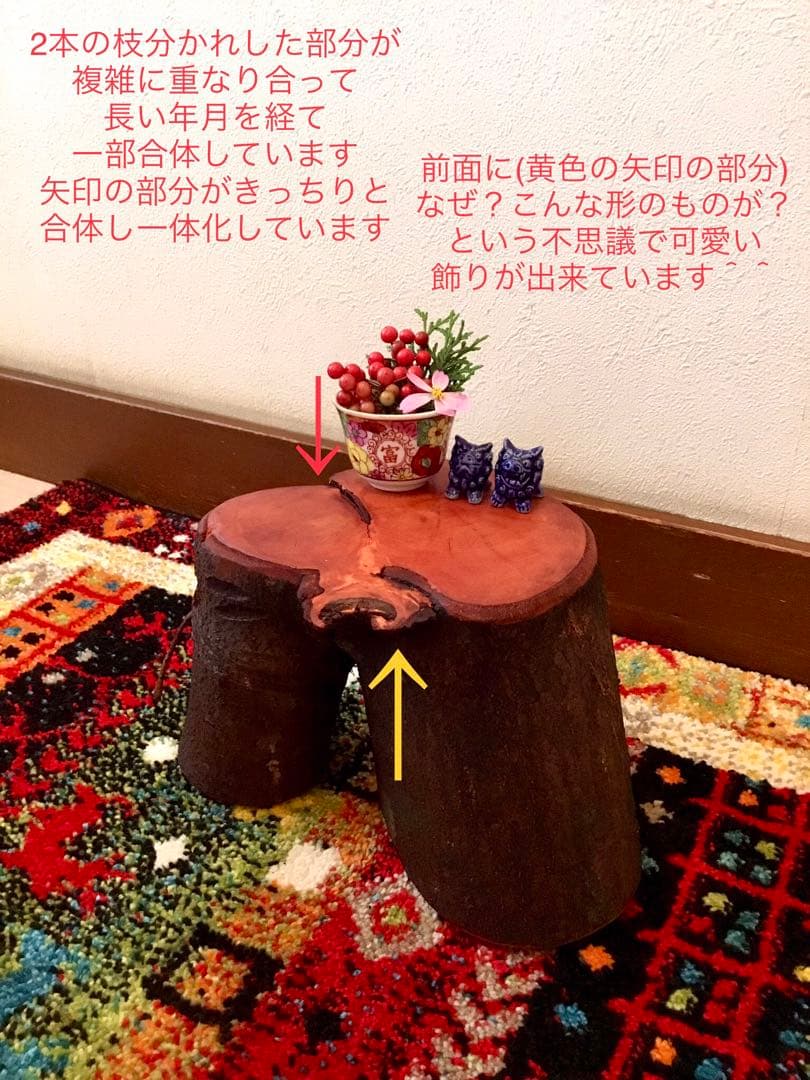 希少縁起木！天然木斛【年輪2つ！森と大自然の切り株飾り台】インテリア台＊植物台