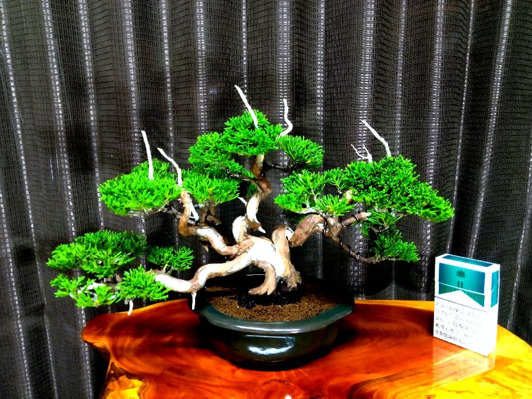 【小品　糸魚川真柏盆栽】　　　⭕小品No.1お気に入り品 ★あきちゃん様…専用★