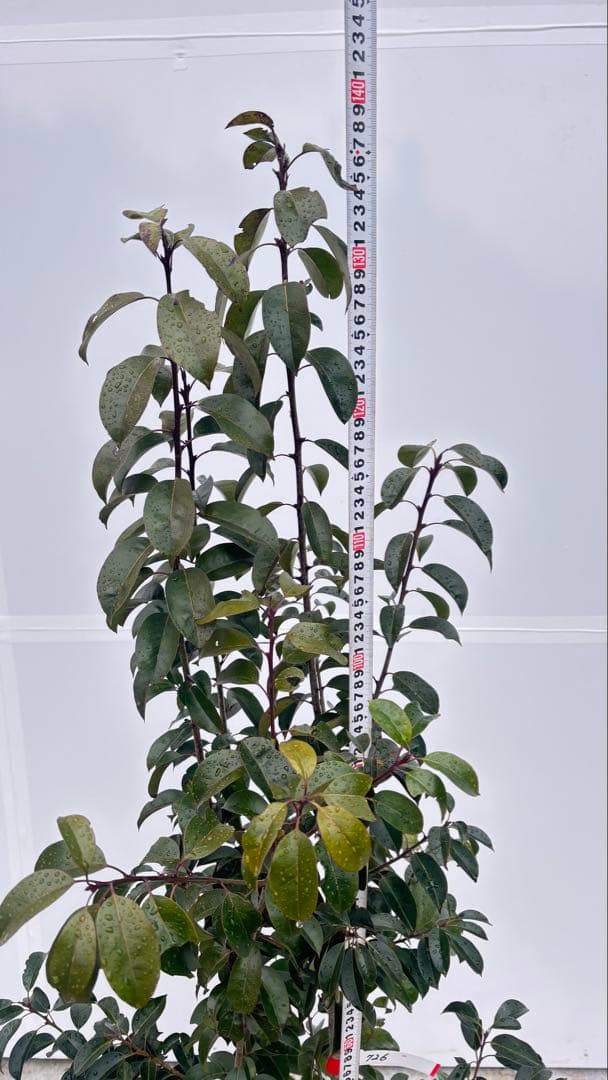 手頃なサイズ お庭の主役にどうぞ ソヨゴ 726 樹高1.4m位 株立 常緑樹