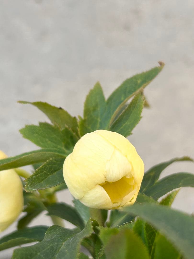 認定手毬　ころころクリスマスローズ