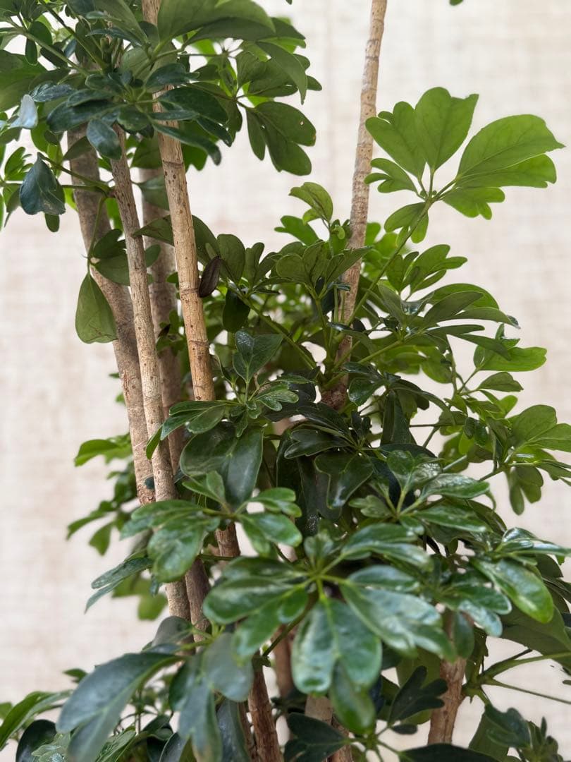 ☆ シェフレラ レナータ♪ 117cm 太幹♪