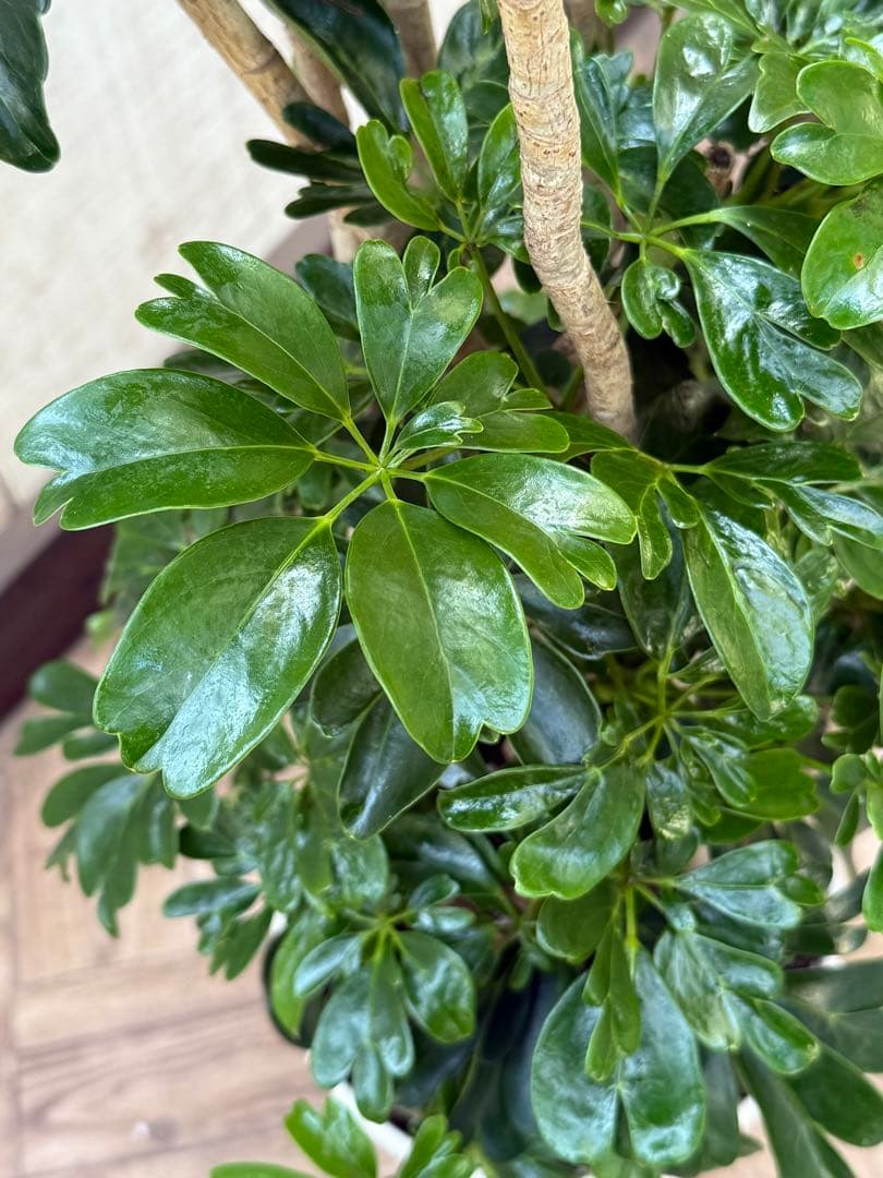 ☆ シェフレラ レナータ♪ 117cm 太幹♪