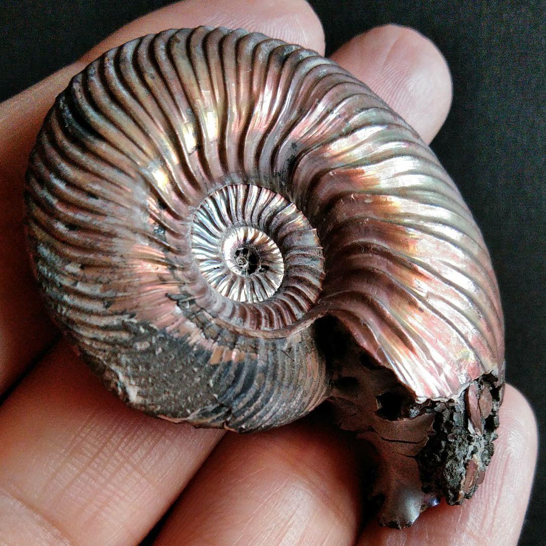 化石　骨格　標本　パイライト　アンモナイト　50mm　レッド系