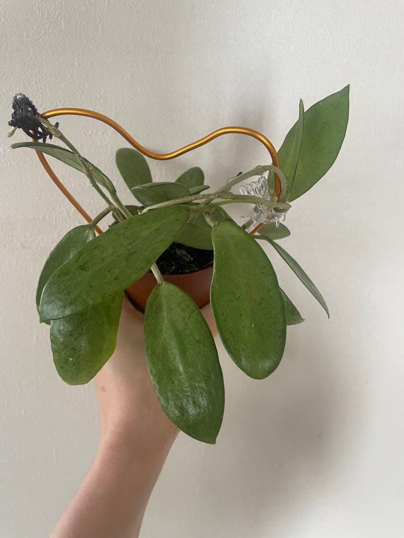 セール　美株レアホヤ　シルバーレディHoya silver lady サクララン