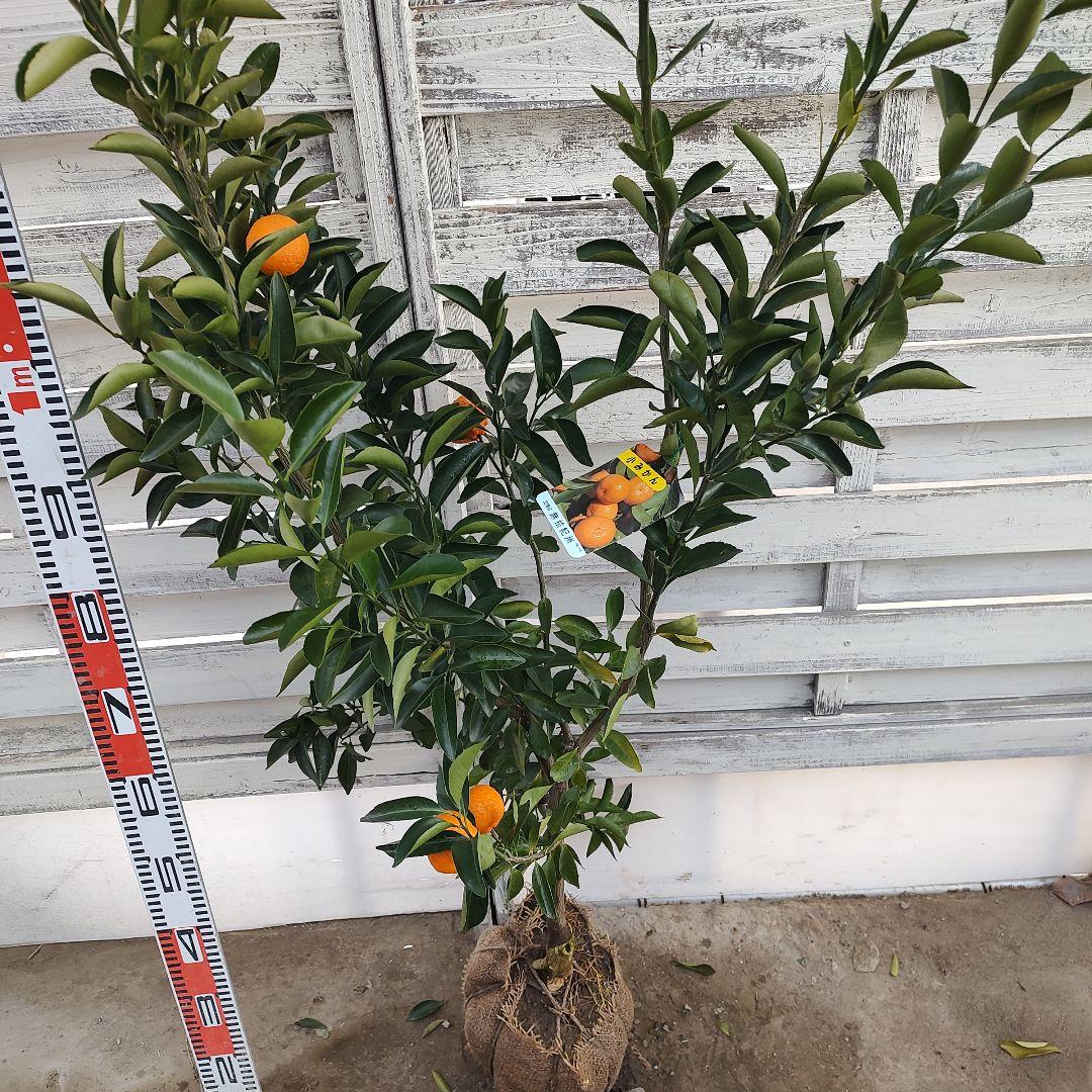 無核紀州 小みかん 3年生 実つき 大苗