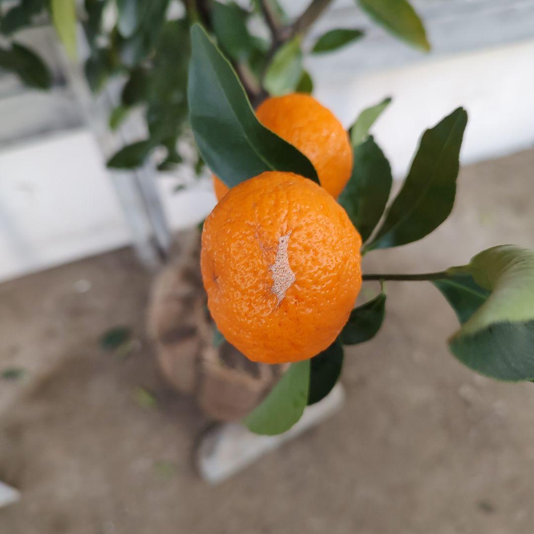 無核紀州 小みかん 3年生 実つき 大苗