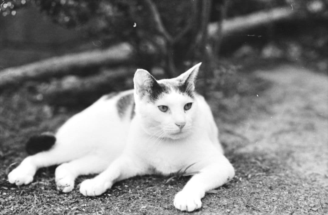 k*様 動作確認済み　Nikon F100 作例あり