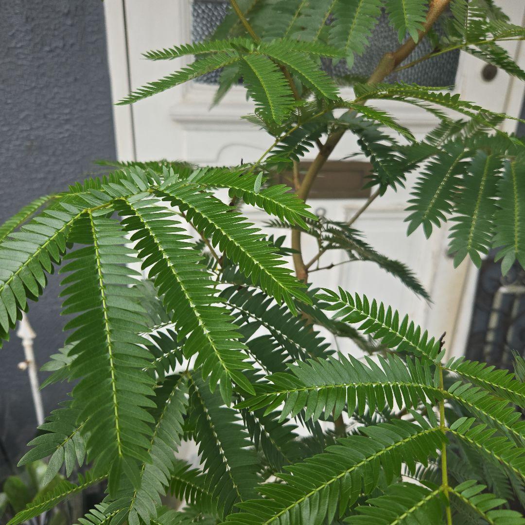 ④　エバーフレッシュ曲がり仕立て　10号　特大苗木最高等級極上品‼️