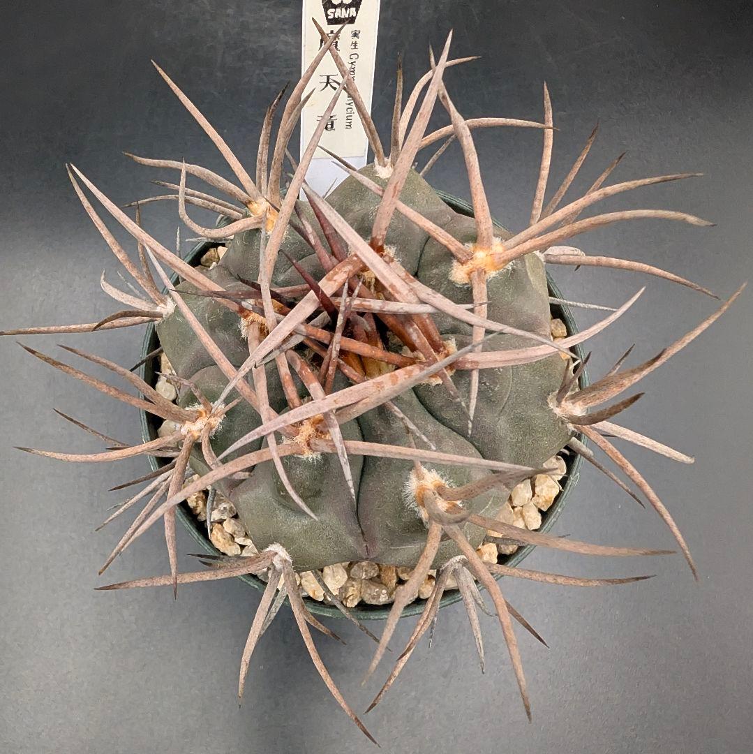 守金魔天竜 実生 鉢植えメルカリ便送料込み