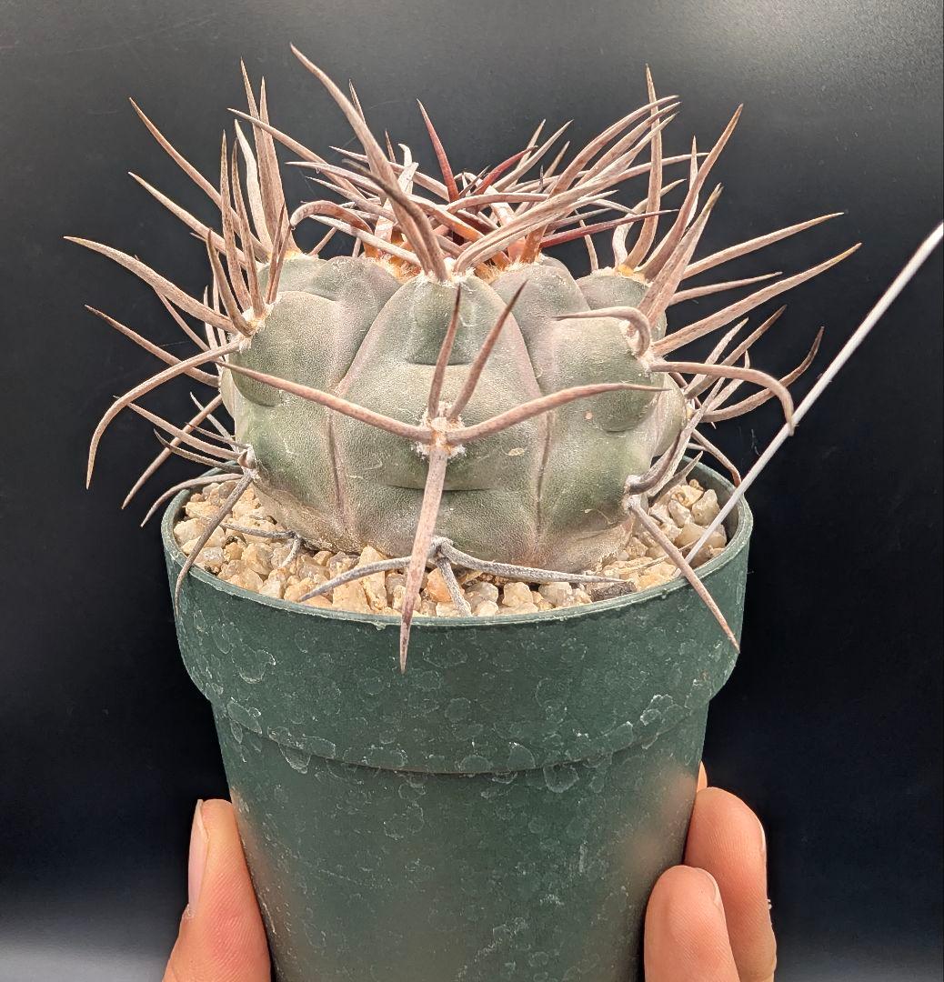 守金魔天竜 実生 鉢植えメルカリ便送料込み