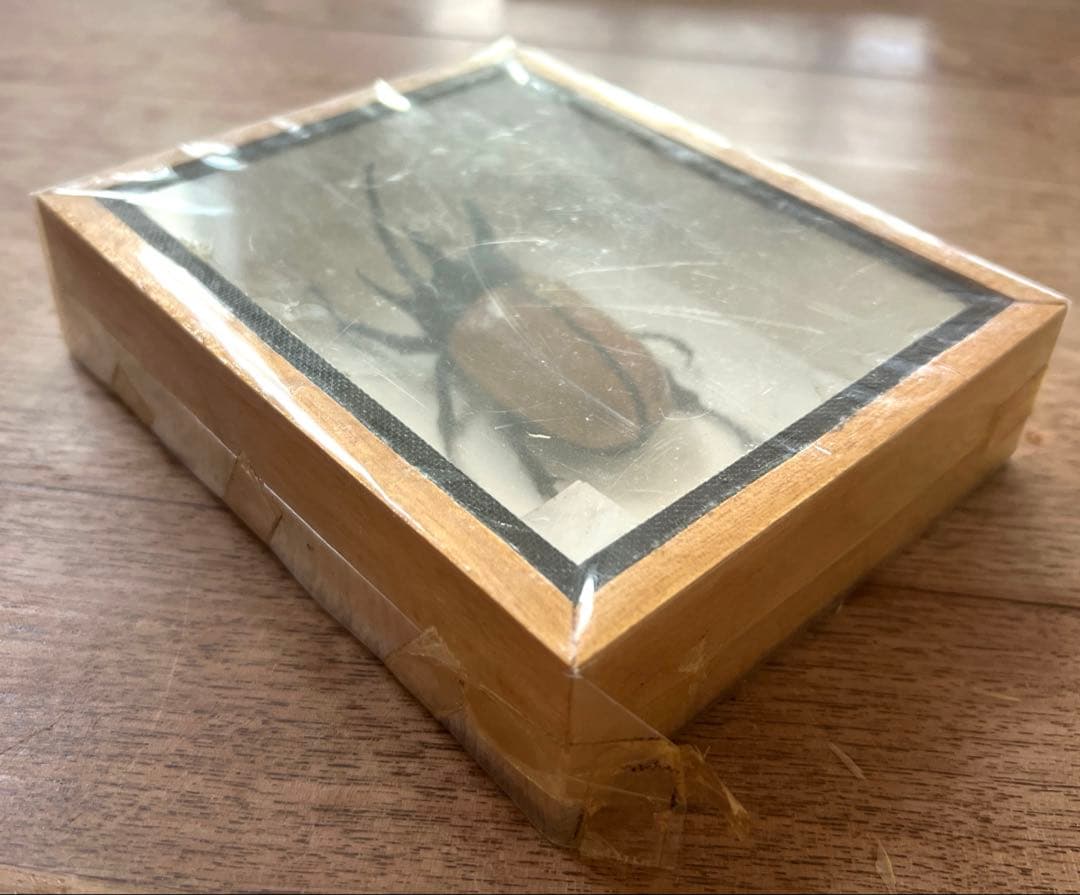 Eupatorus Graulomiris ゴホンツノカブトムシ　標本