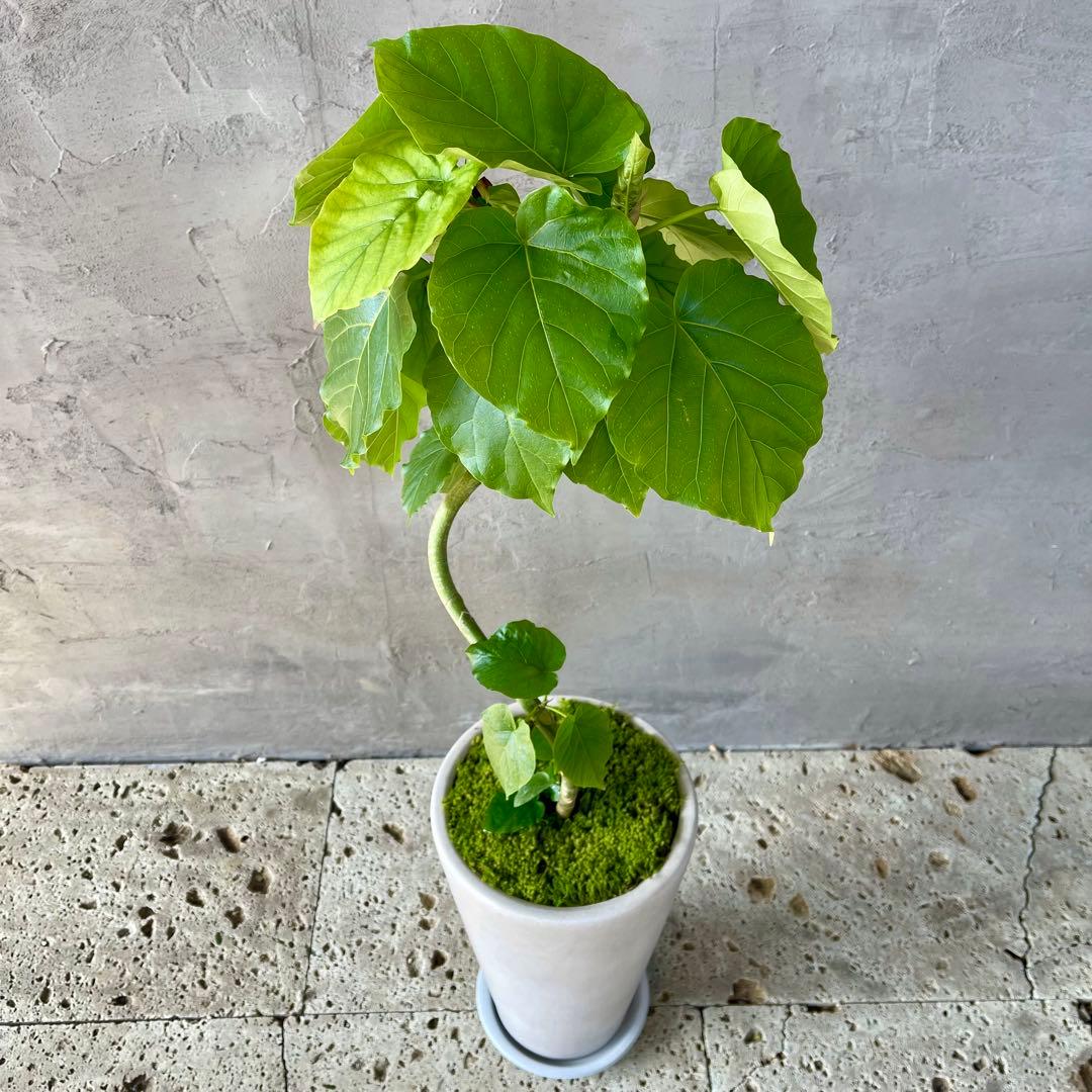 フィカス　ウンベラータ　螺旋　天然苔仕立て　陶器鉢　植え込み