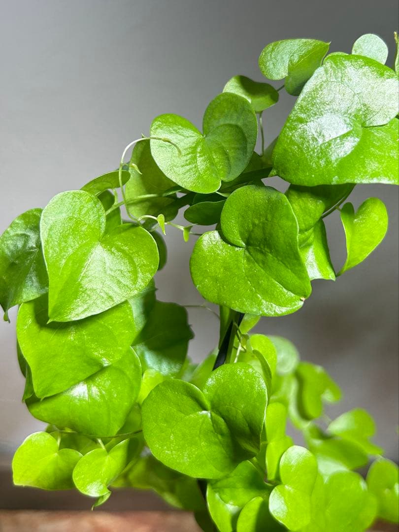 大株　ディオスコレア　アフリカ亀甲竜　亀甲竜　鉢のまま発送　深裂株　コーデックス