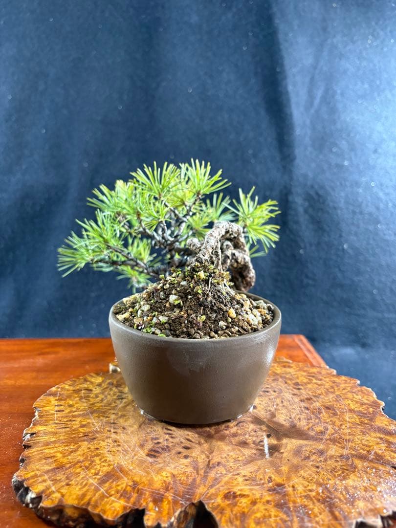 プチ盆栽、赤石五葉松、根上がり、懸崖作り 目立った傷や汚れなし