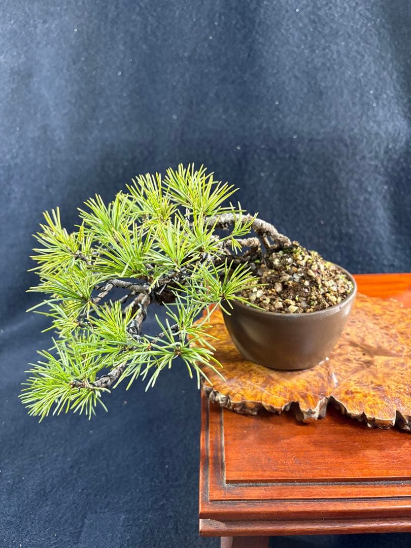 プチ盆栽、赤石五葉松、根上がり、懸崖作り 目立った傷や汚れなし