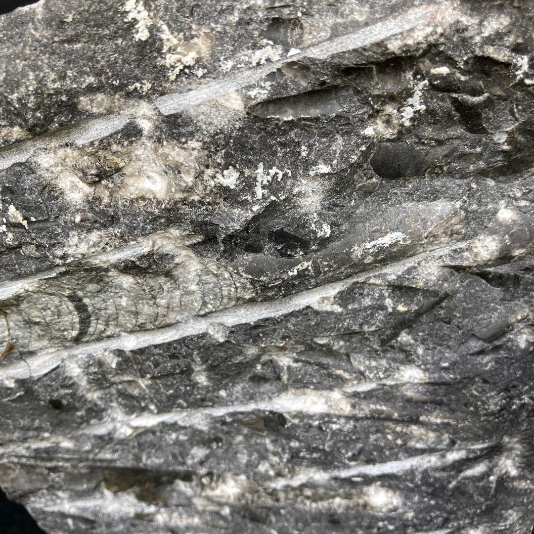 直角石オルソセラス大型台付