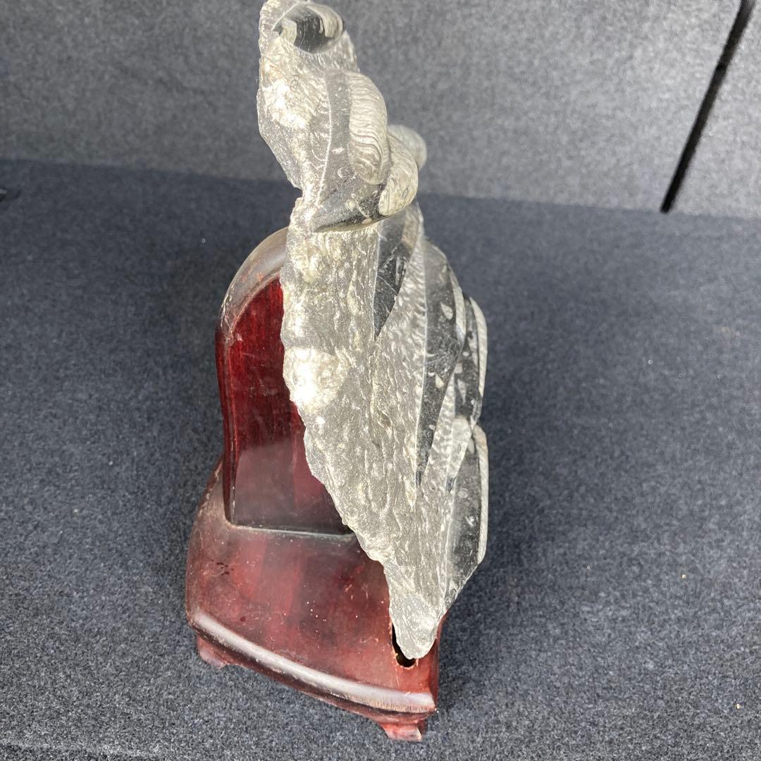 直角石オルソセラス大型台付